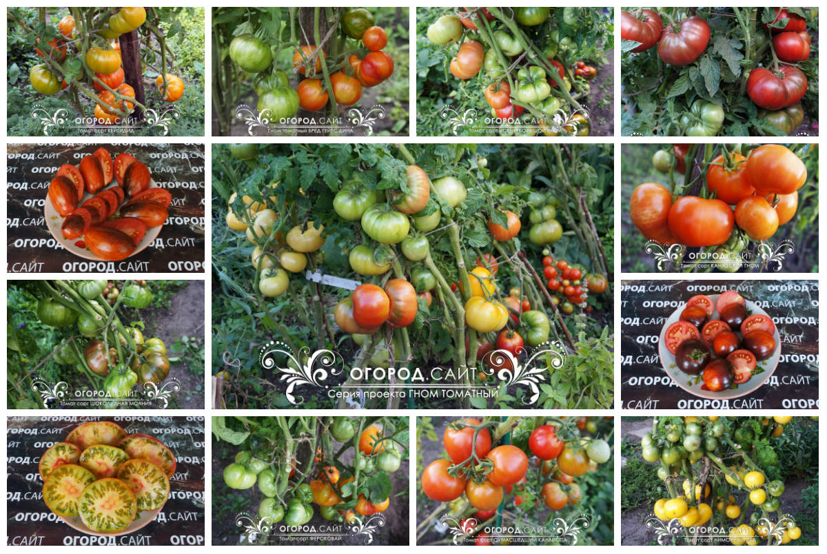 Сорта томатов серии Гном